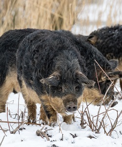 1. Őshonos és régi magyar állatfajok és -fajták a múltban, a jelenben és a jövőben