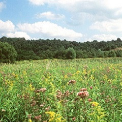 4. melléklet  jegyzőkönyv cönológia 